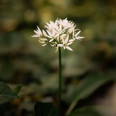 Little Escape No 2 * Laren (Gelderland)