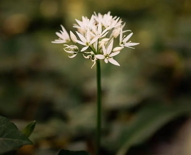 Little Escape No 2 * Laren (Gelderland)